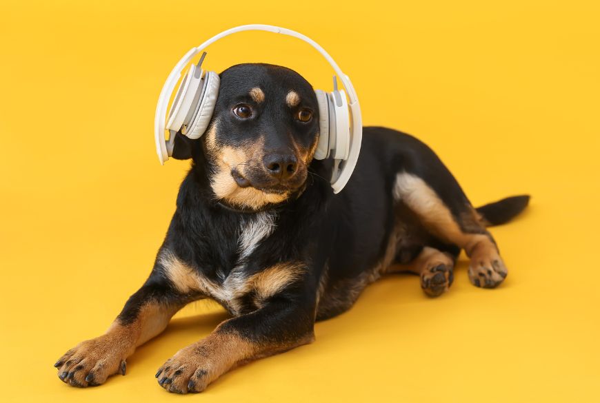 Hearing the Unheard - Noise Only Dog Can Hear